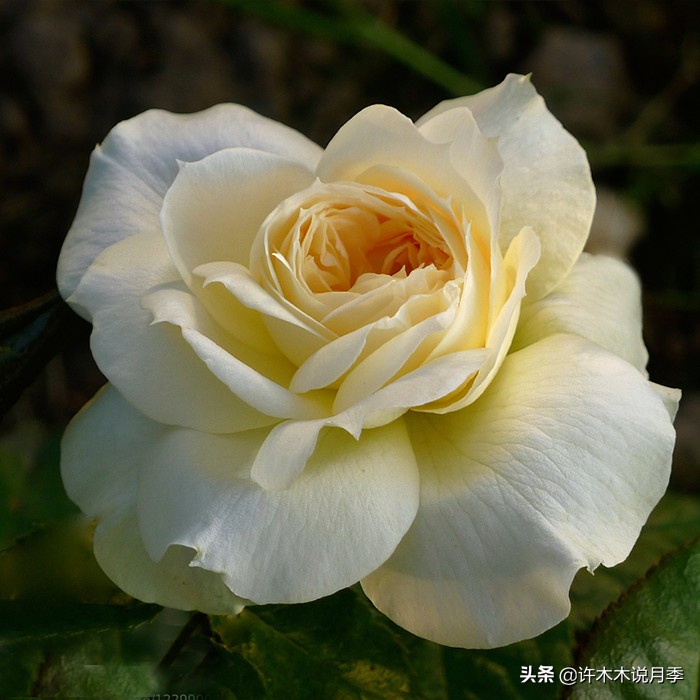 月季叶子枯萎怎么修剪,月季灰霉