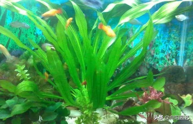 鱼缸里水草变黄枯萎怎么办,鱼缸里水草发黑怎么处理好