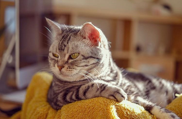 猫奴需要了解的知识：猫咪喝水少的危害及八种应对策略