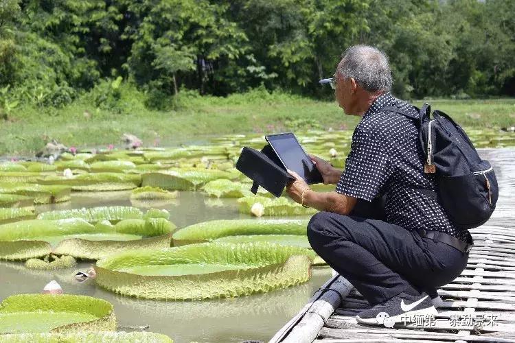 泰国顶级睡莲博士Dr.Nopchai版纳行，被勐景来圈粉