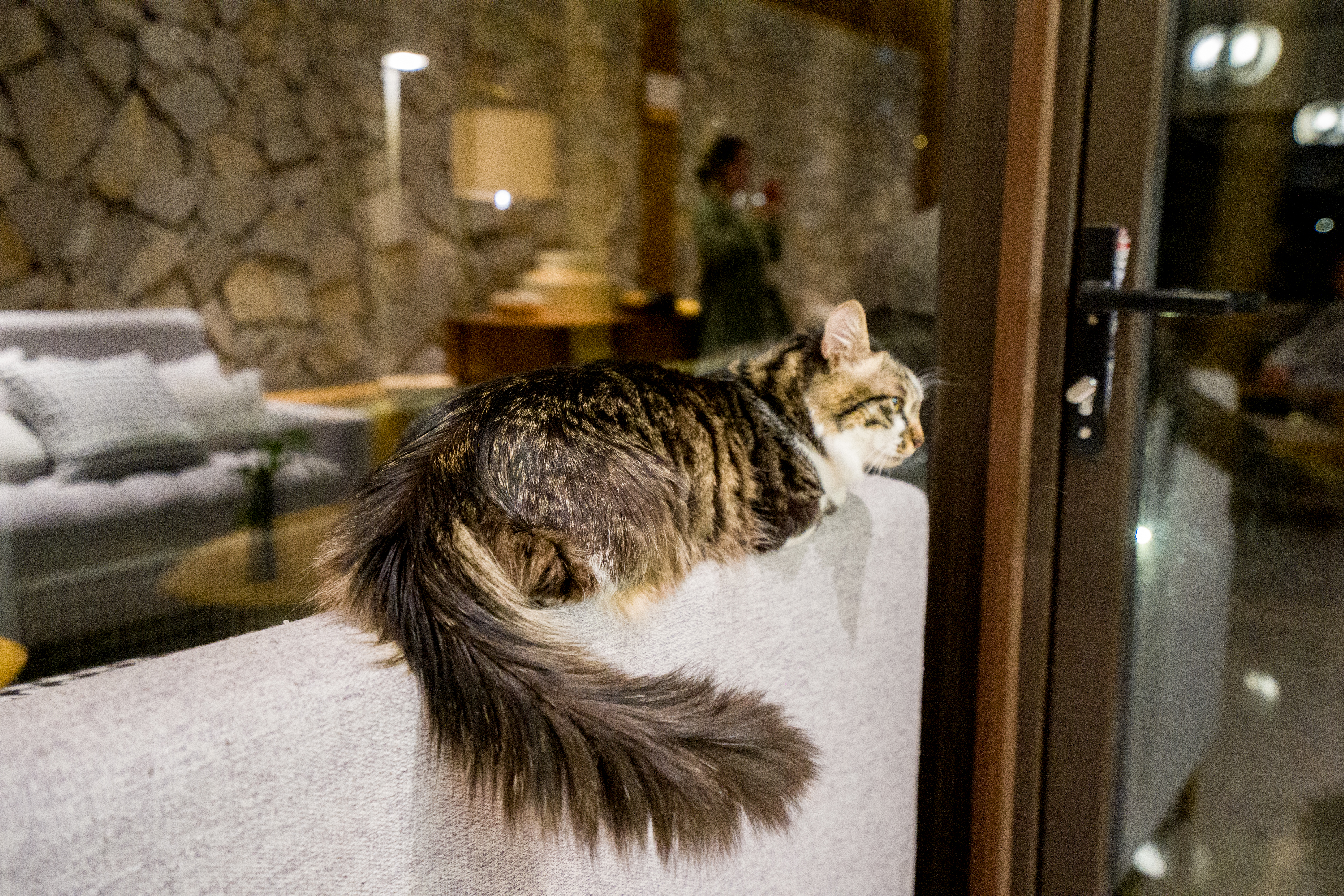 商量岗内的这家酒店，四季气候适宜居住，住客宛若身处桃花源