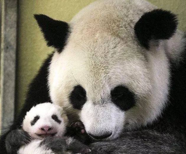 为什么全世界都喜欢大熊猫,世界各地的人们都爱好大熊猫英语