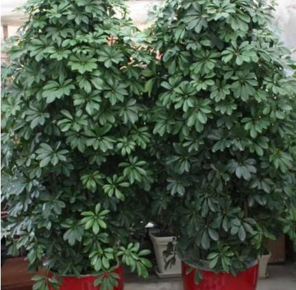 室内招财树怎么养护叶子不发黄,招财树树叶发黄掉落是什么原因