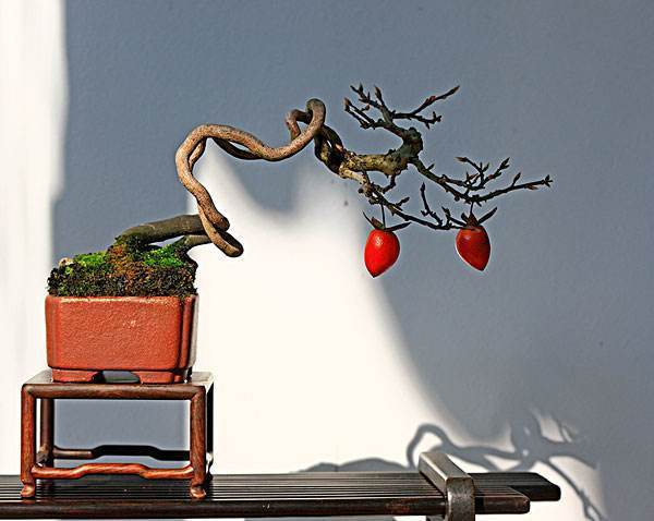 果树盆景种,果树花盆景