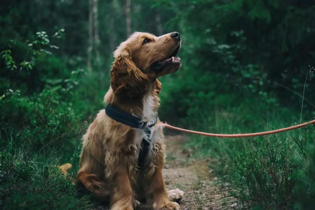 让狗狗3分钟get爱宠冬季健康指南,避开以下5条错误让狗狗安心过冬