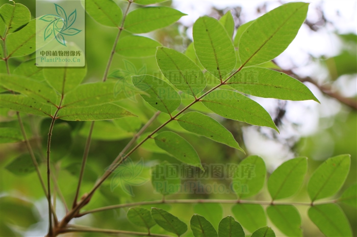 神农本草经中的药材图片,神农本草经高清彩图