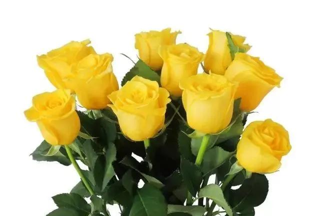 每天学习一点点各种花代表的花语,每天学习一朵花知识