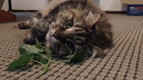 当猫咪第一次吸猫薄荷,猫咪会对薄荷过敏吗