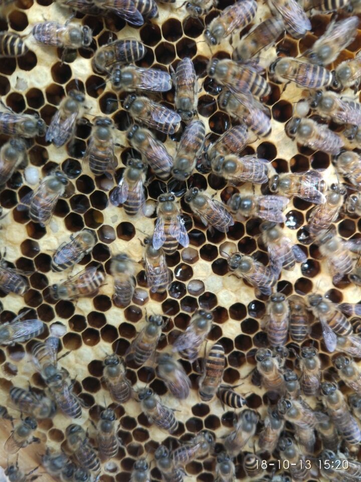 欧幼病、应急烂子、除草剂中毒、大幼虫不封盖病鉴别