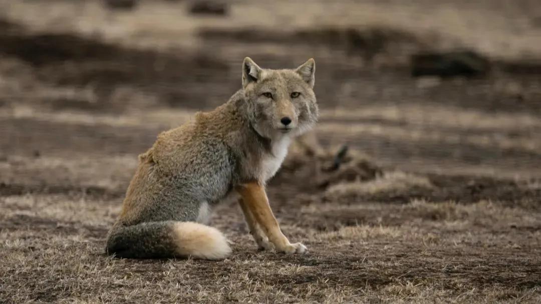 丝路甘孜川西秘境纪录片,丝路甘孜康藏秘境第五站