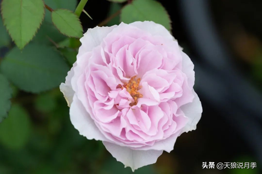 天狼自育抗病强品种,天狼自育浓香品种