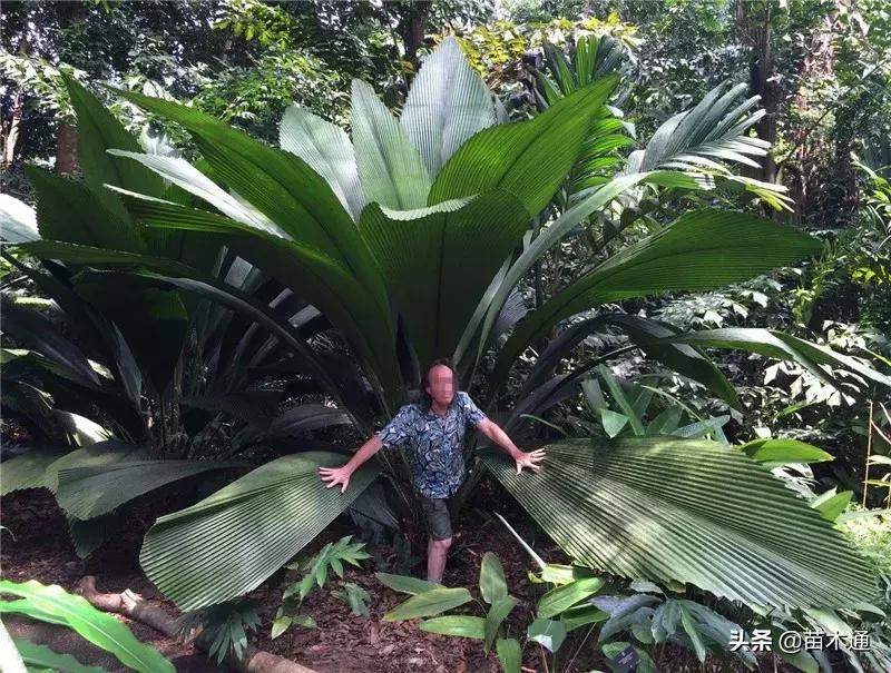 树都有哪些本领,树都机械