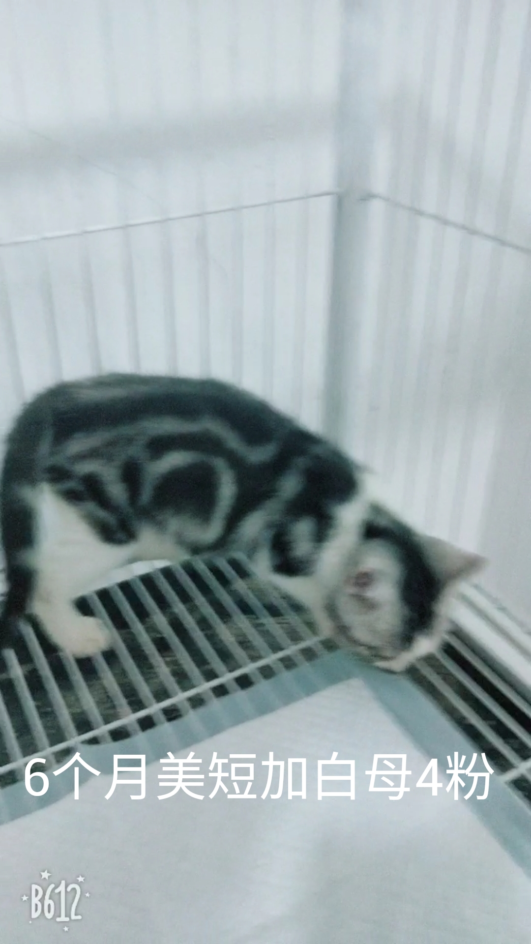 脱肛猫是什么,脱肛的小猫怎么治
