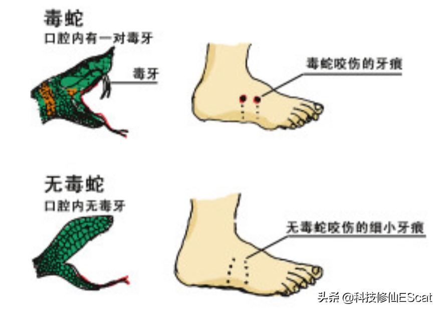 两条毒蛇互相咬会怎么样,两条毒蛇互相咬会毒死吗