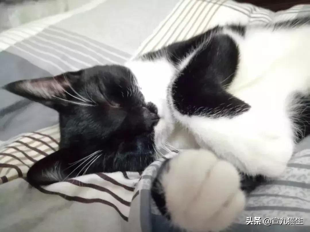 怎么判断猫咪体内有没有异物,你知道如何挑选一只健康的猫咪吗