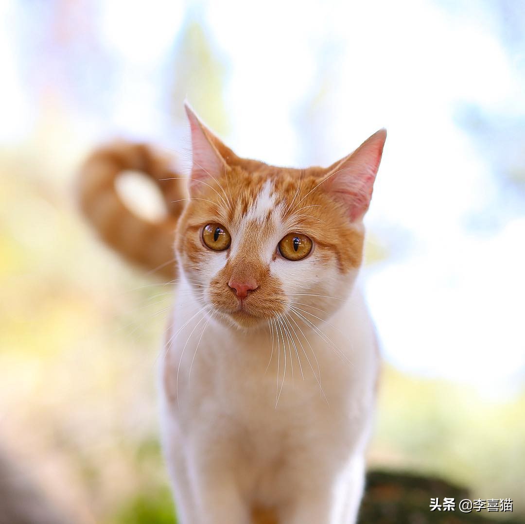 如何从猫咪呕吐物辨别是什么原因,猫咪出现呕吐了莫急试试这几招