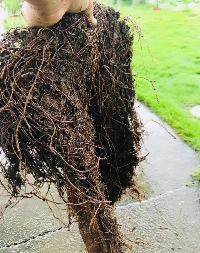 刚买回来的树桩盆景怎么处理,购买新盆景