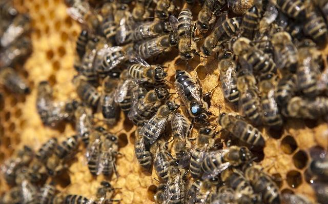 分蜂后蜂王又回来被围,怎么更换蜂王蜜蜂才不会分蜂