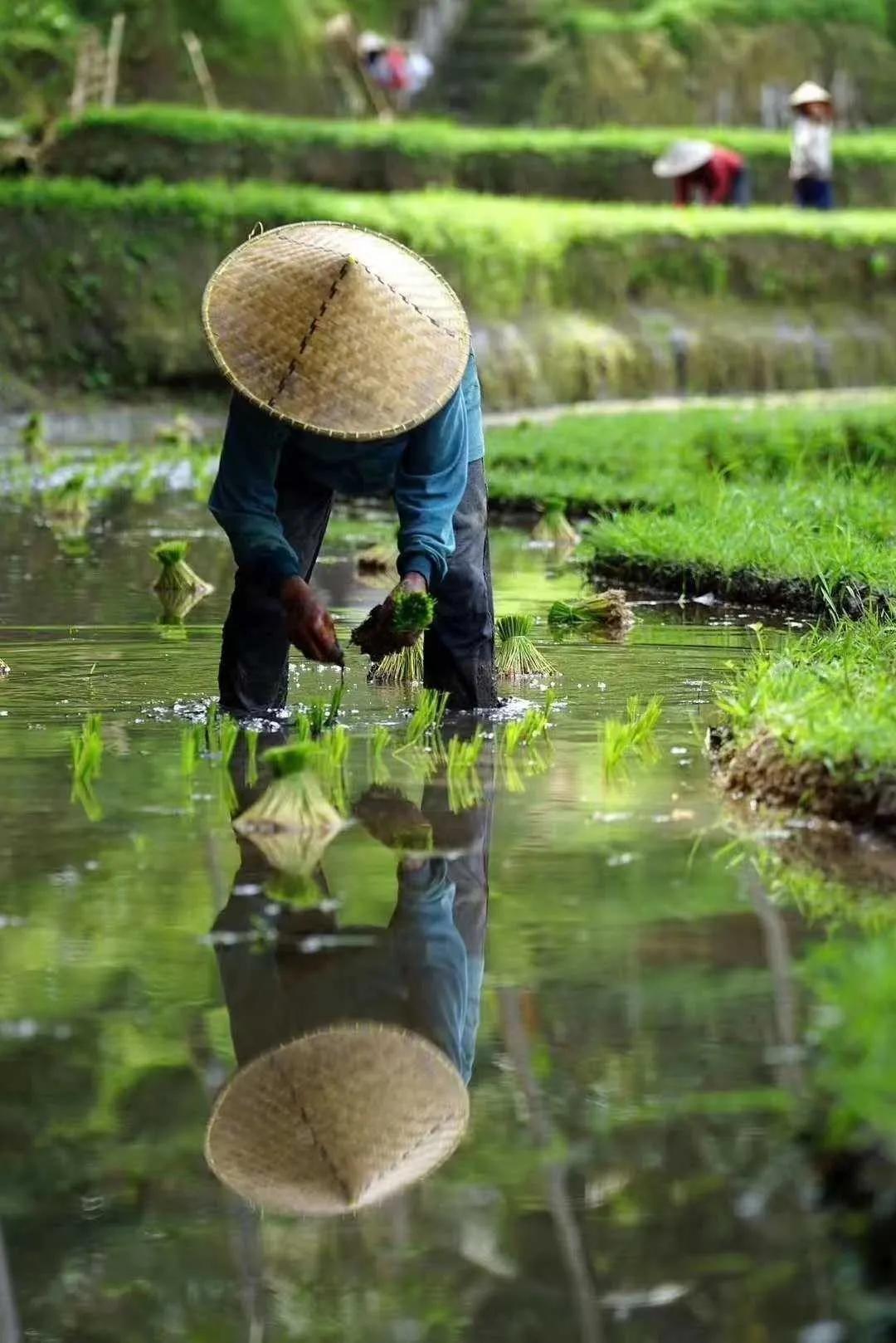 时令与节序诗词40首“春夏”篇（南郭居士·郭军）