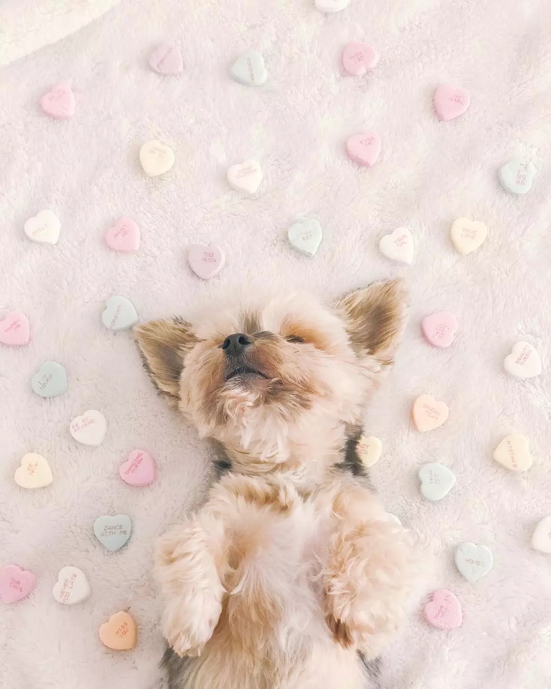 狗狗也会来姨妈嘛,狗狗来月经怎么办