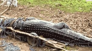 最新世界十大“怪”，最后一个太绝了！