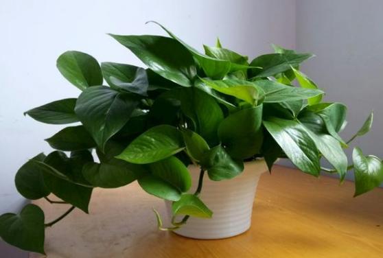 盆栽过期药片怎么处理,怎么用过期药片种花