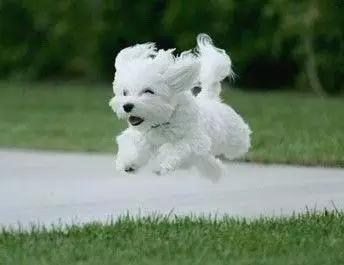 各种狗狗身价排名,各种狗的待遇对照表