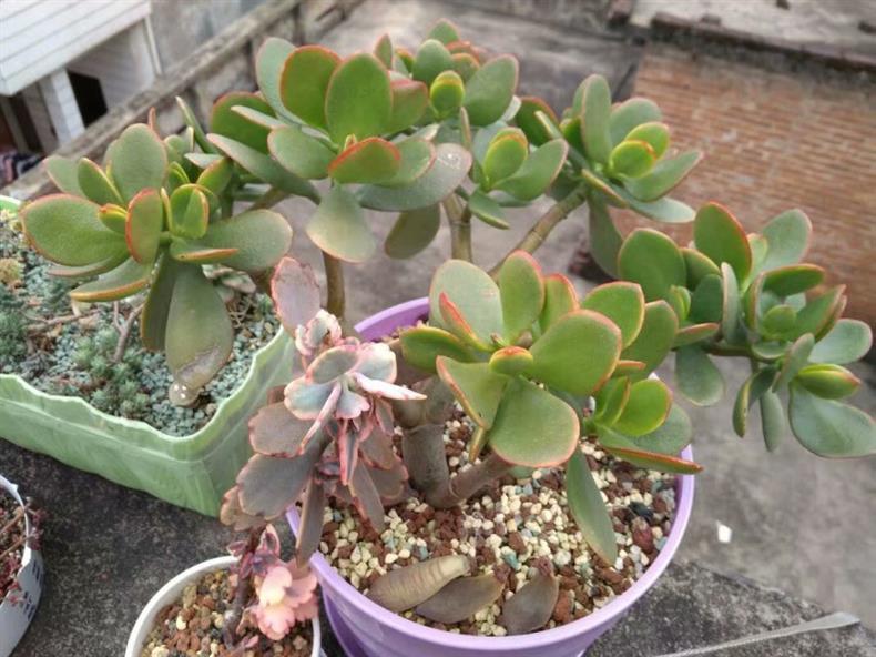 多肉老桩怎样养才粗壮,拇指盆多肉老桩