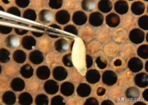 囊状幼虫病是病毒感染，药物治疗非常困难，要知道怎样防治