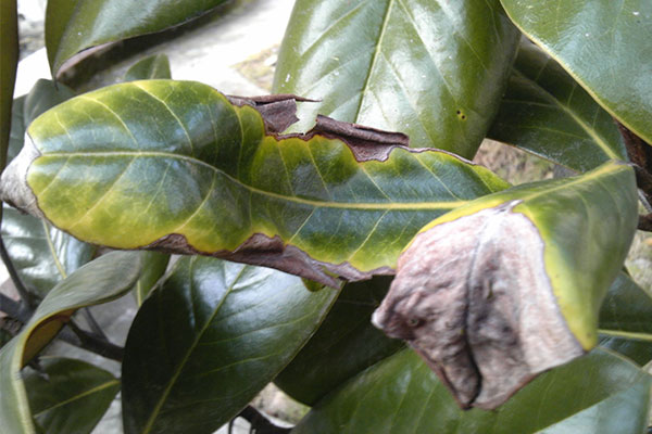 广玉兰树树叶发黄枯萎补救办法,广玉兰叶子发黄