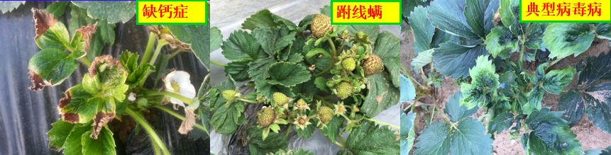 草莓炭疽病与根腐病是什么引起的,安徽草莓炭疽病零星发病怎么办