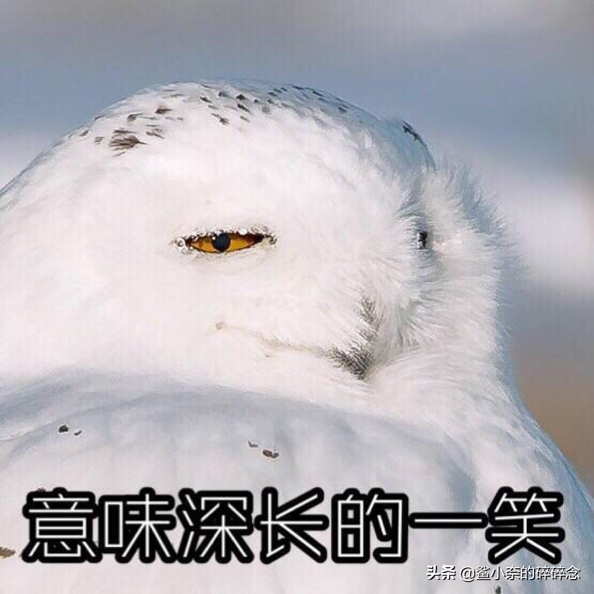 当了白狼王，又想当馒头王——小骚骚你真是个小机灵鬼