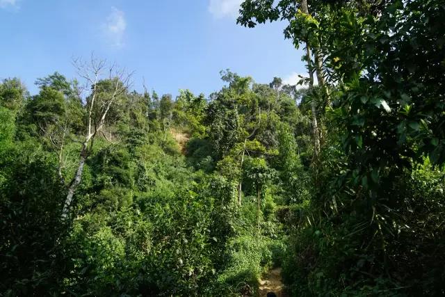 为什么在网上买不到合适的茶,网上买的茶为什么不好