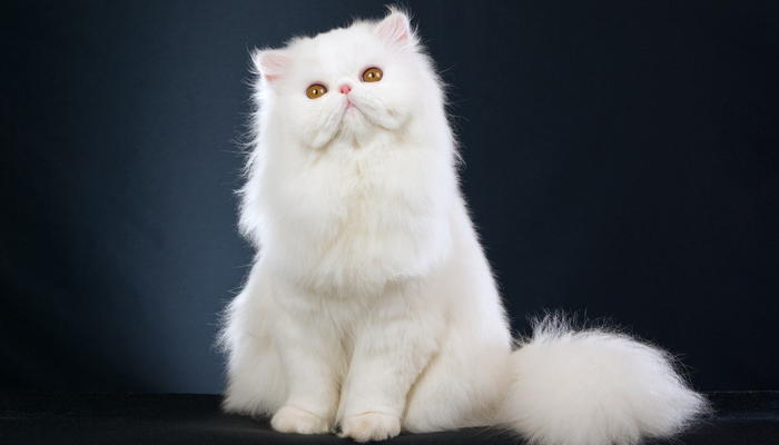 猫咪哪个品种最可爱最好养又聪明,哪个品种傲娇猫咪最好养活