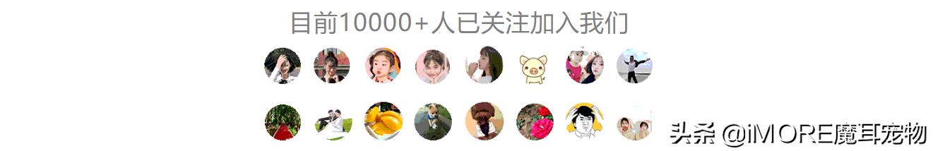 资深铲屎官都喂猫咪吃些什么,铲猫咪屎有关注事项吗