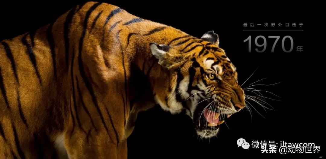 国际珍稀动物保护日-如何拯救那些正在从世界上逐渐消失的物种