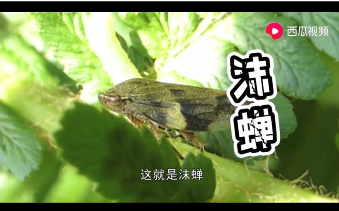 成都出现“鱼吃荷花”奇景？西瓜视频带你看拥有超能力的神奇生物