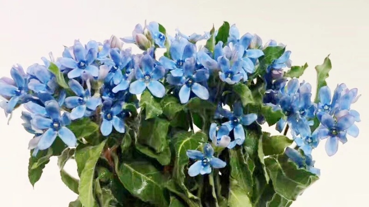 五种常见花材有什么颜色,常见绿色花材