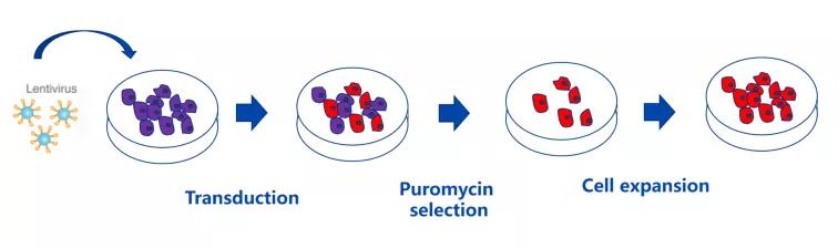 筛个稳转株真就这么难？这份稳转株构建筛选的Protocal值得收藏
