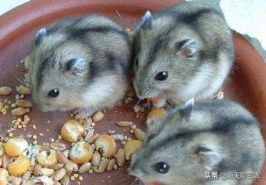 仓鼠养殖攻略,仓鼠的养殖攻略