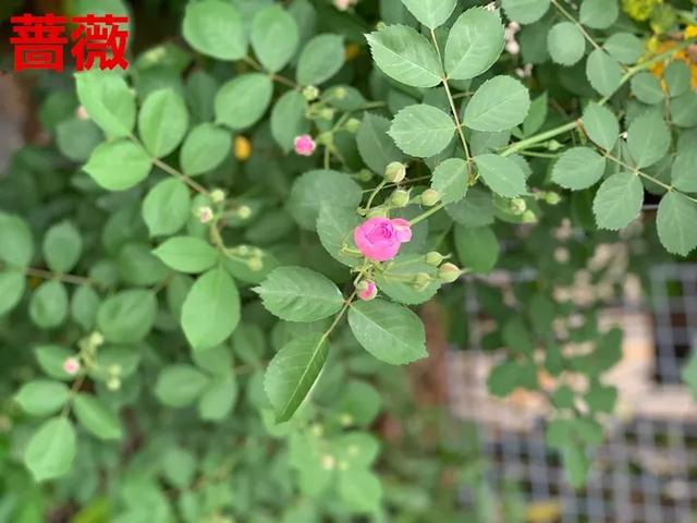 真正的月季花苗,最便宜的月季苗