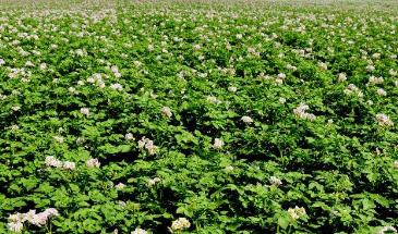 南方两广地区马铃薯高产栽培技术,种植马铃薯想高产其实秘诀很简单