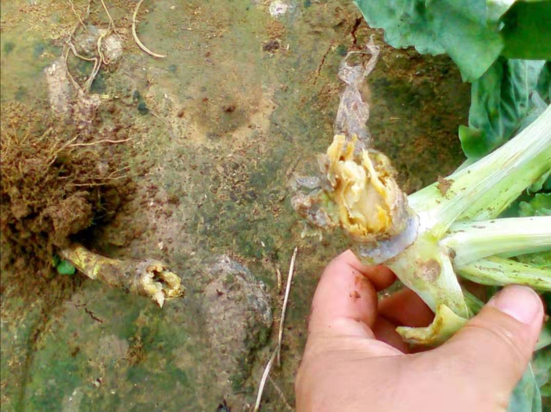 花菜大面积腐烂枯死怎么办,种植的花菜要腐烂怎么办