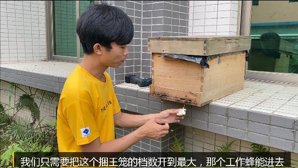 正常蜂群起王台的方法,蜂群老蜂多怎么办