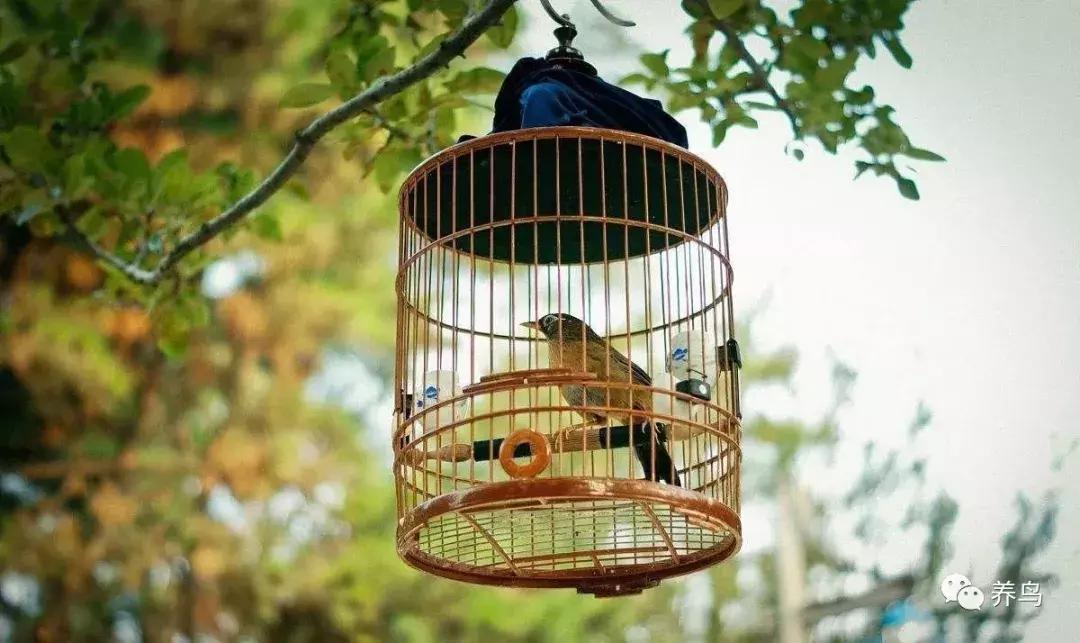 画眉鸟换毛后仰头会好吗,画眉鸟换毛期已全部换完关注事项