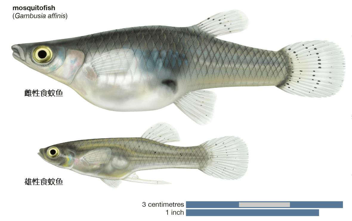 蚊子属于中国十大入侵物种吗,蚊子克星食蚊鱼