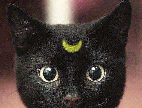 “黑脸”包拯是昆仑奴——黑人的后代吗，包拯“黑脸”溯源