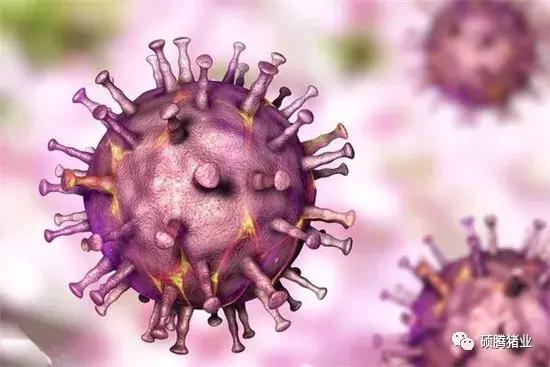 非洲猪瘟、经典猪瘟、蓝耳病之间的鉴别诊断与处理要点