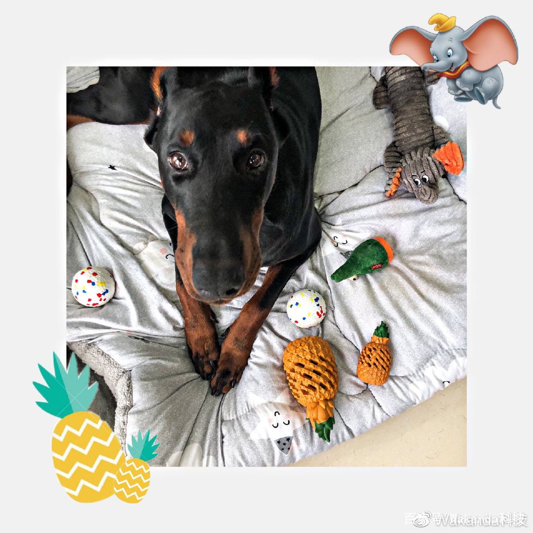 梅雨天气养狗怎样预防,梅雨季节养狗应该关注什么