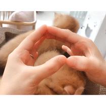 搞笑动图gif狗,搞笑动图gif赵本山